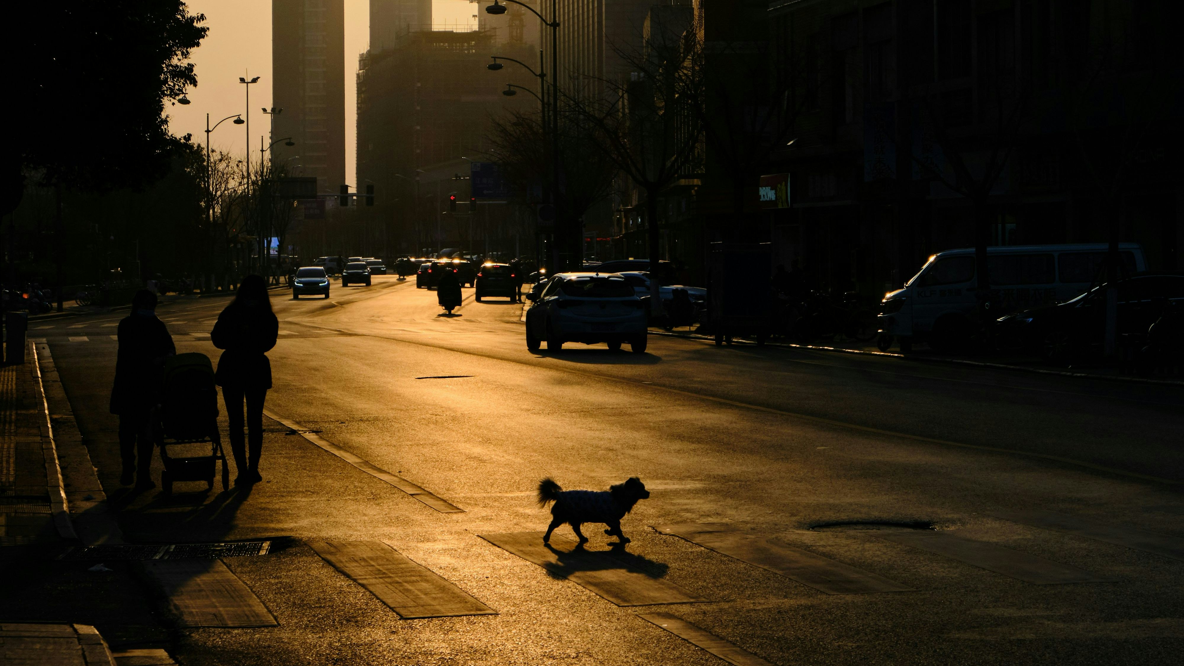 Ein Hund rannte auf die Straße, dann kam es zu einem heftigen Unfall.