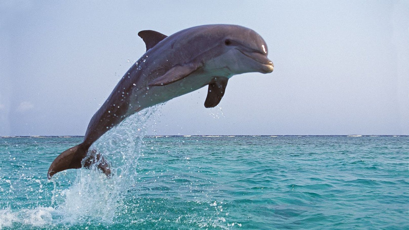 Der wohl bekannteste Große Tümmler ist Fernsehlegende "Flipper". 