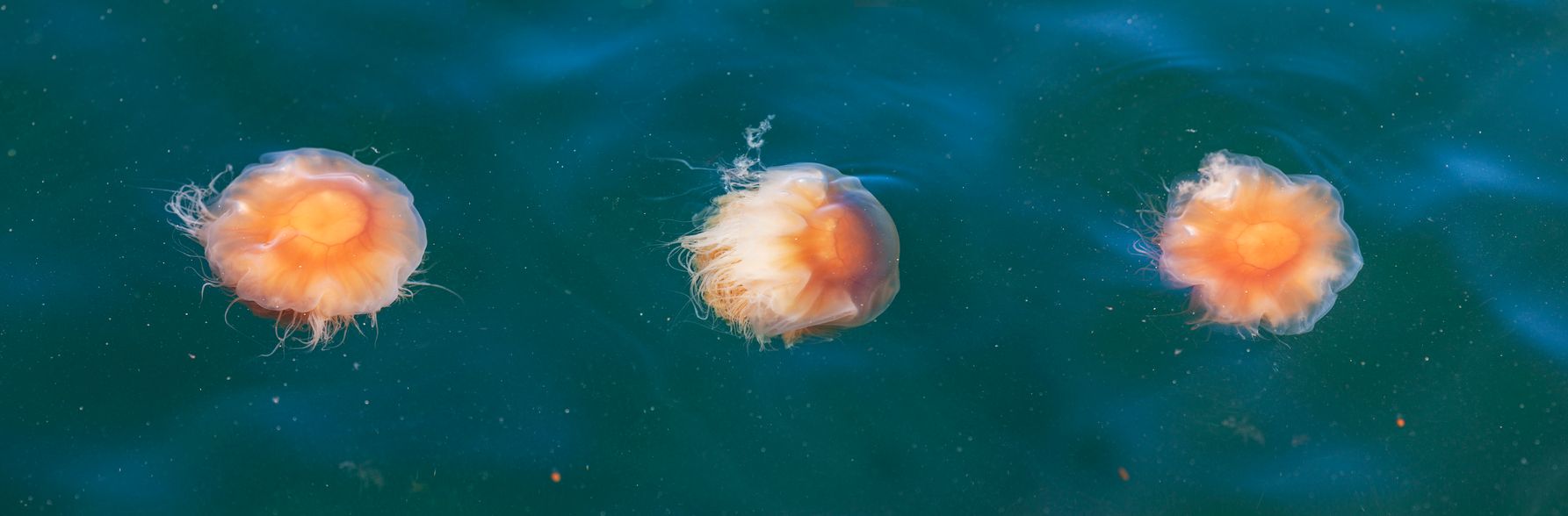 Eine Berührung mit einer Feuerqualle ist nicht empfehlenswert.