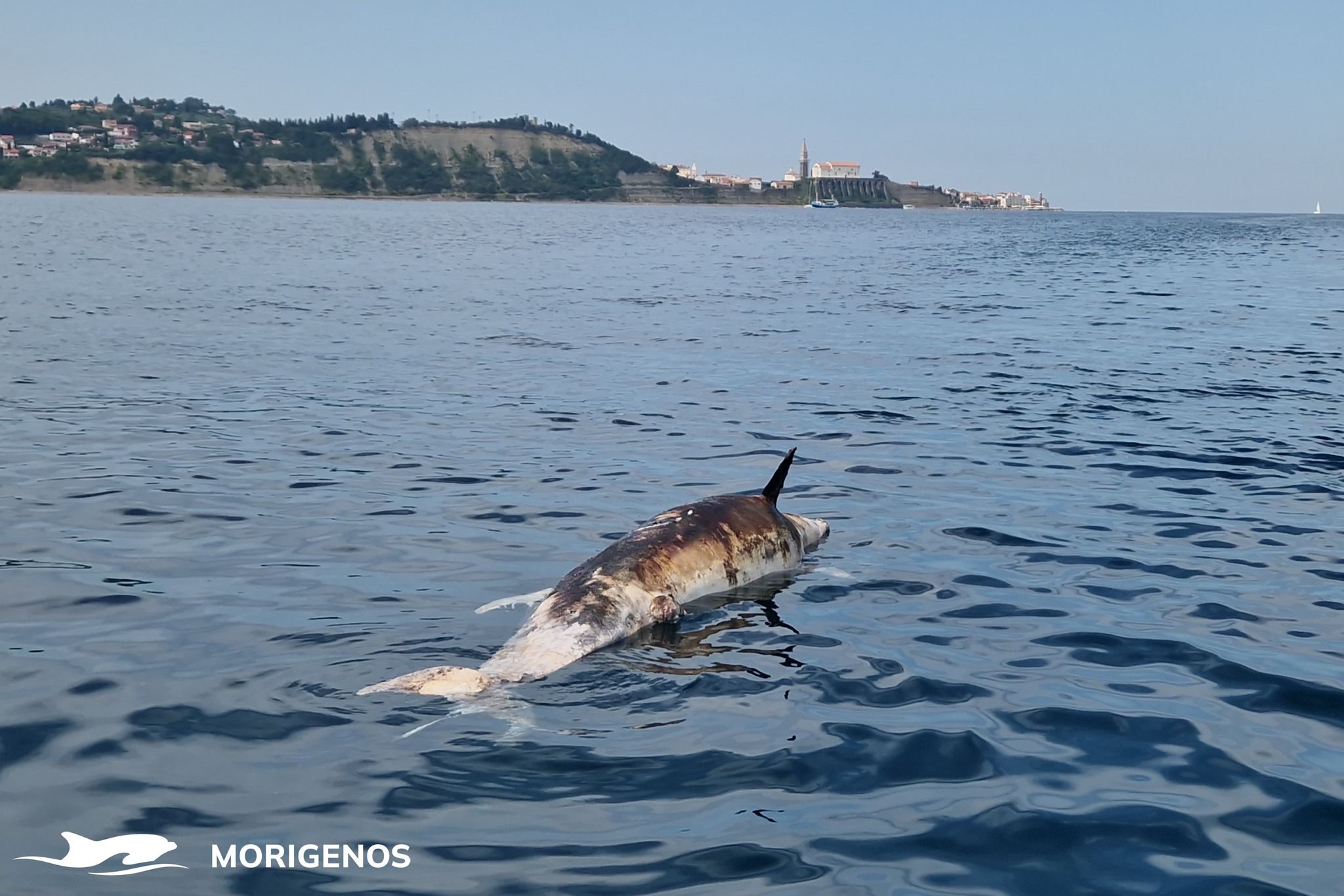 Bei dem toten Tier handelte es sich um einen männlichen großen Tümmler.