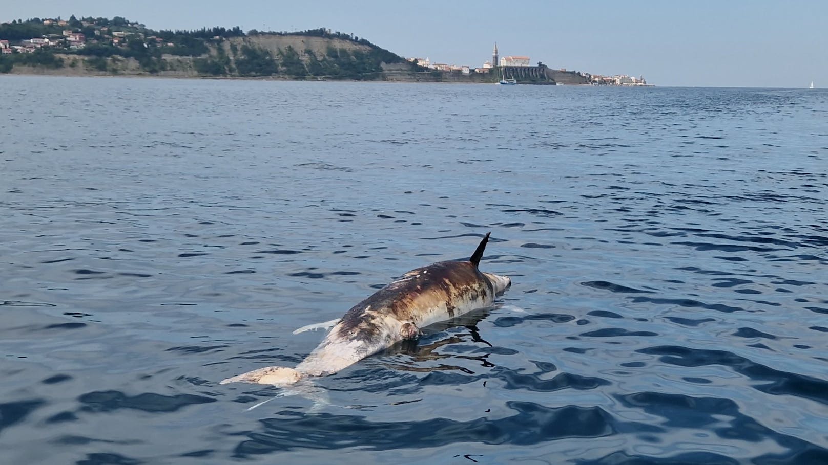 Toter Delfin in der Adria – er wurde erschossen