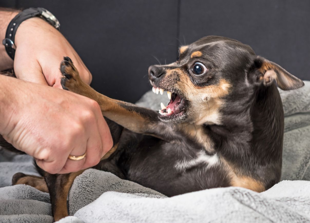 Aufgrund der Größe ist vielen die Erziehung eines Chihuahuas gar nicht wichtig – mit fatalen Folgen.