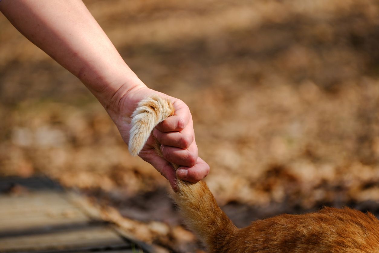 Die 27-jährige Allexis F. soll zuerst die Katze totgetreten und danach roh gegessen haben.
