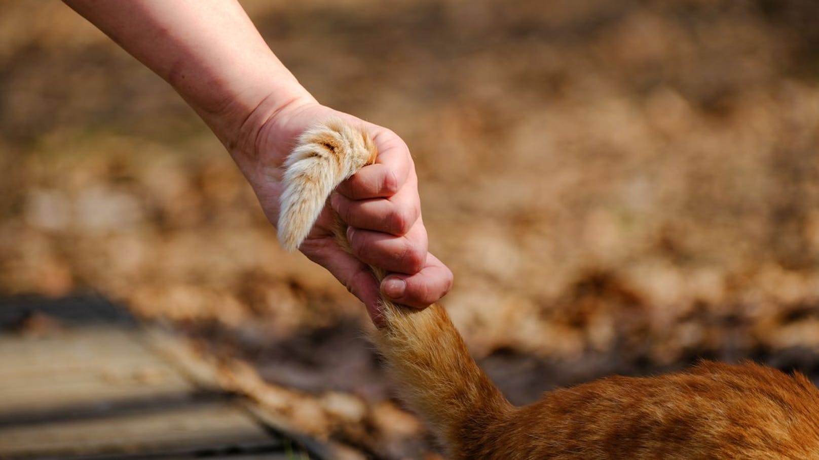 Vor Augen der Nachbarn: Frau tötet Katze und isst sie