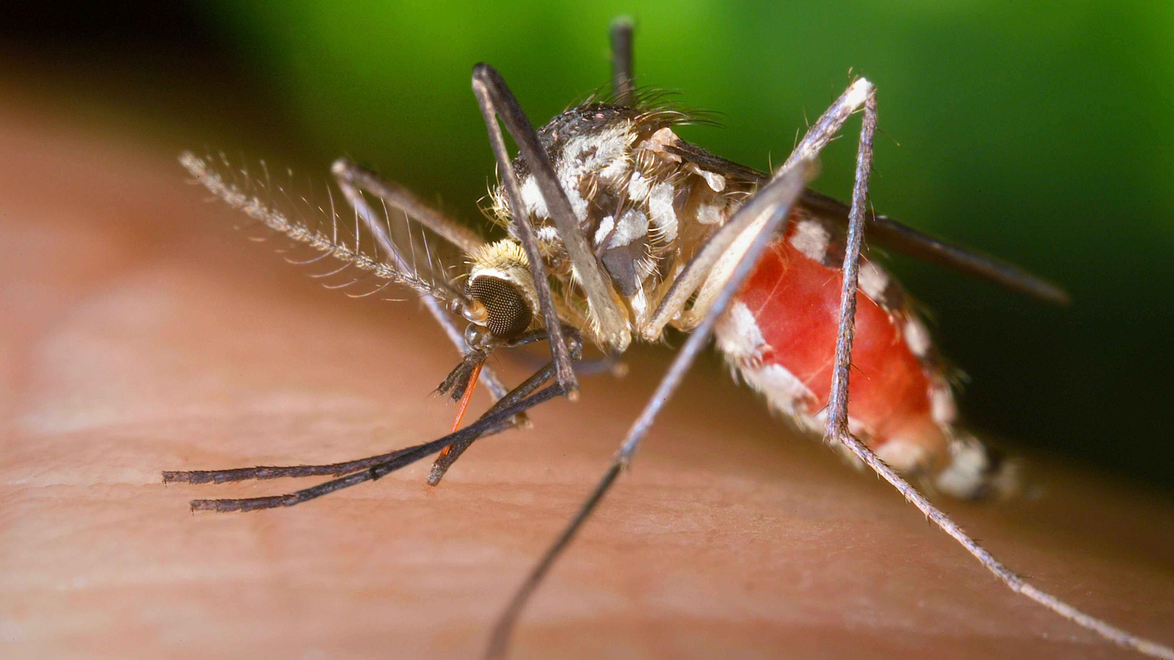 Download von www.picturedesk.com am 28.08.2024 (11:32).  Ochlerotatus triseriatus mosquito obtaining a blood meal from a human hand. Also known as Aedes triseriatus, and commonly known as the treehole mosquito, this species is a known West Nile virus (WNV) vector. Similar diseases that are spread by Aedes triseriatus mosquitoes include: Western and Eastern equine encephalitis, Japanese encephalitis, Saint Louis encephalitis and La Crosse virus. - 19920101_PD104237 - Rechteinfo: Rights Managed (RM) Nur für redaktionelle Nutzung!