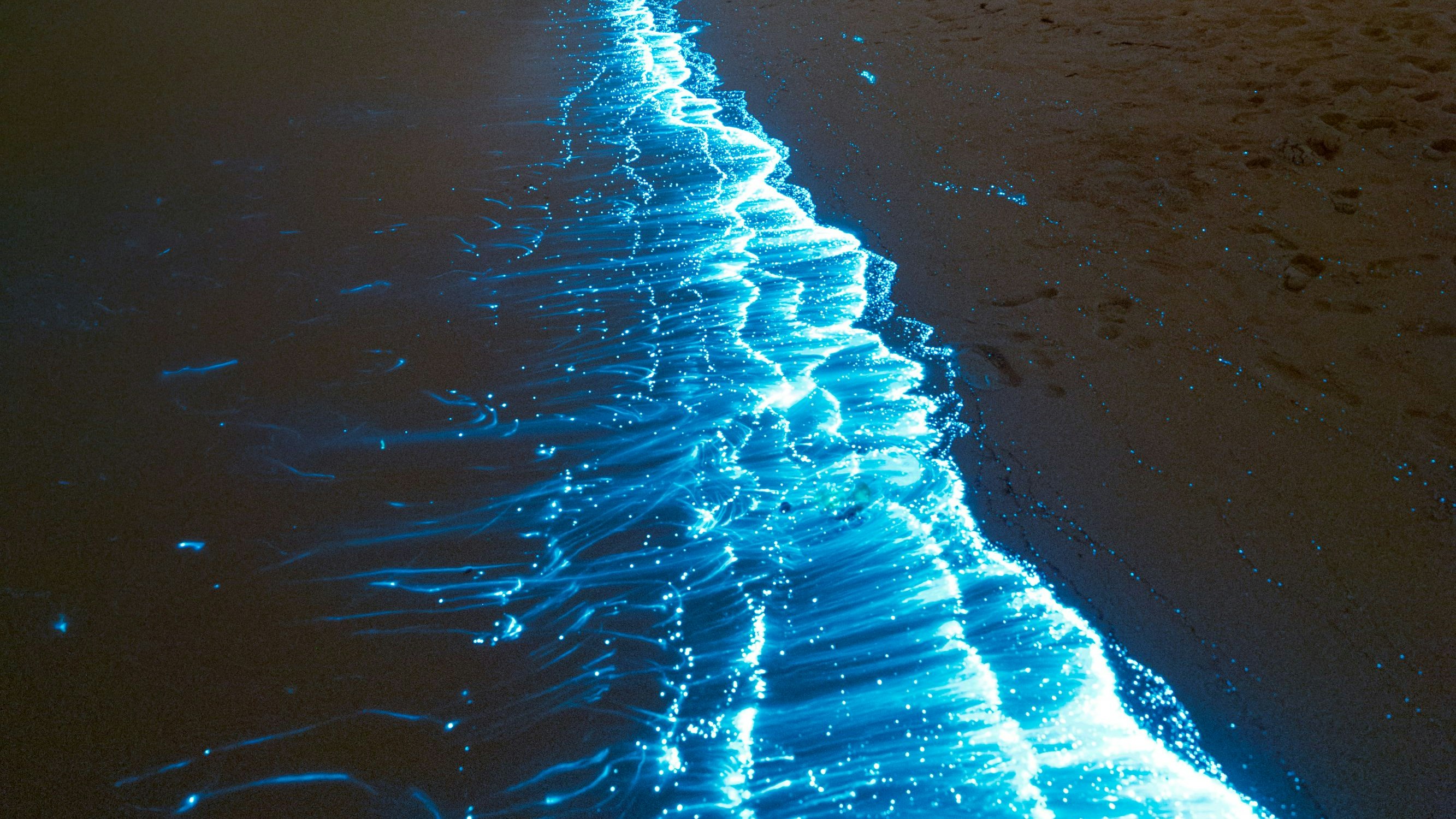 Download von www.picturedesk.com am 28.08.2024 (12:32).  Bioluminescent (glowing) plankton with the Crux constellation (above vegetation at left) in the background, Soneva Fushi island, Maldives. The bioluminescence is caused by a chemical reaction between a compound called luciferin and oxygen. This reaction occurs when the plankton are disturbed, with excess energy released as light. Photographed on the 14th of February, 2023. - 20000101_PD72309 - Rechteinfo: Rights Managed (RM)