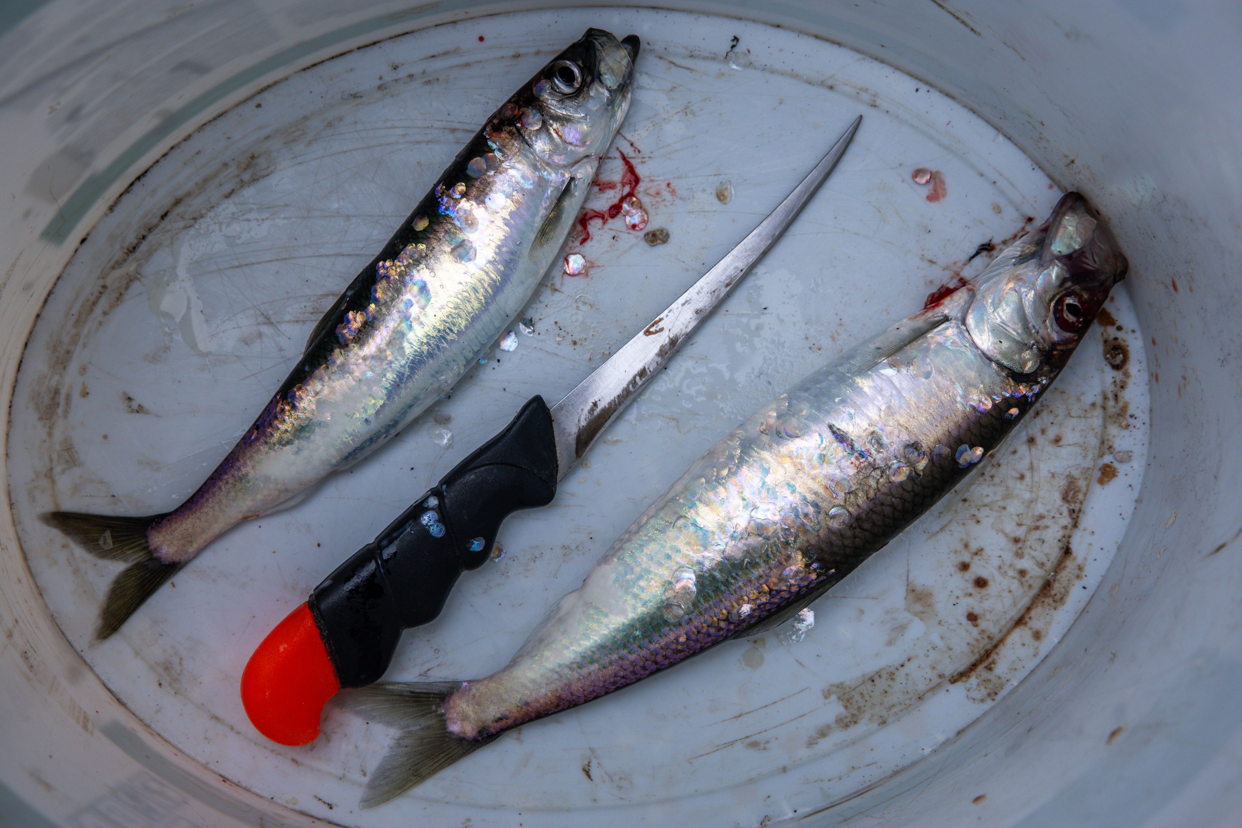 Die EU-Kommission schlägt vor, weniger Lachs und Sprotte in der Ostsee zu fangen.