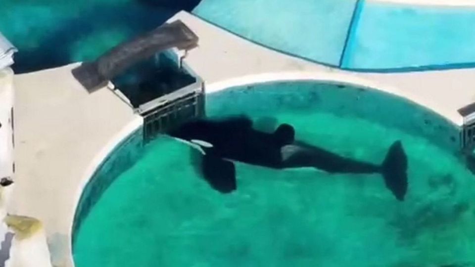 Seit 20 Jahren lebt Orca 