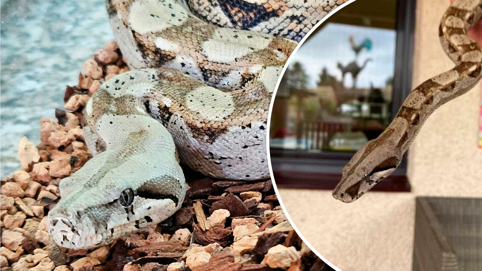 Boa Constrictor in St. Pölten entdeckt