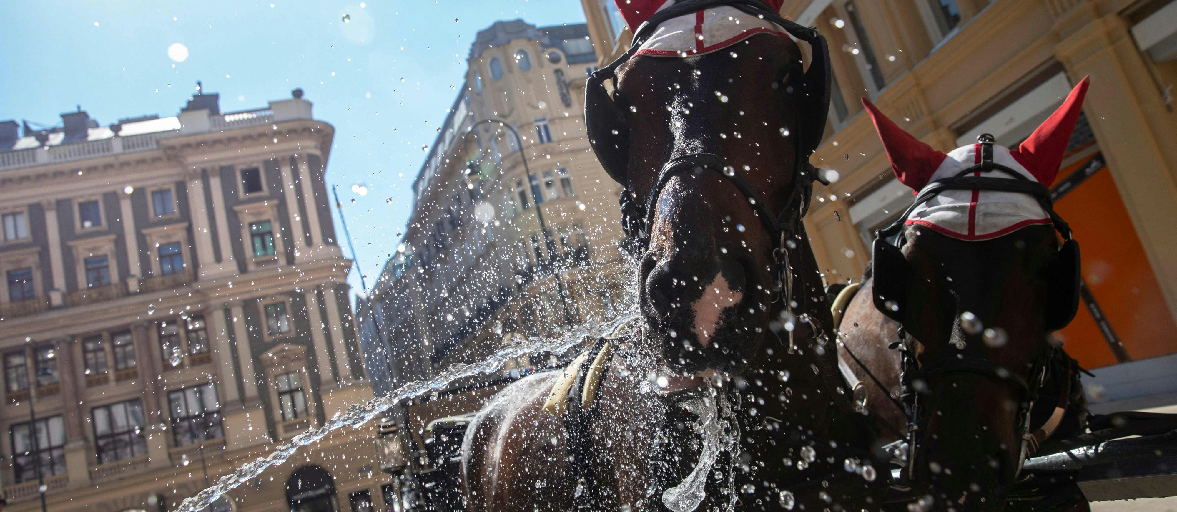 Extremwetter-Zone Innenstadt: Seit Wochen sinkt die Temperatur in der Wiener City auch nachts nicht unter 20 Grad, soeben begann eine weitere Hitzewelle. Nicht nur den Fiakerpferden auf dem Petersplatz wird das alles langsam zu viel