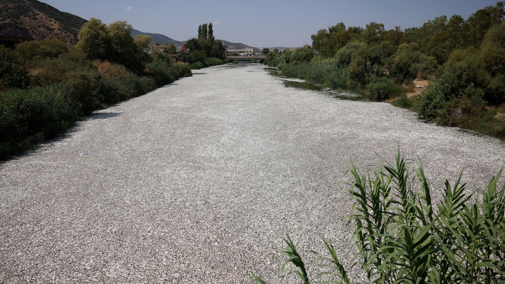 Die griechische Stadt Volos kämpft mit einer übel riechenden Katastrophe: Das Wasser der Hafenstadt ist übersät von toten Fischen.