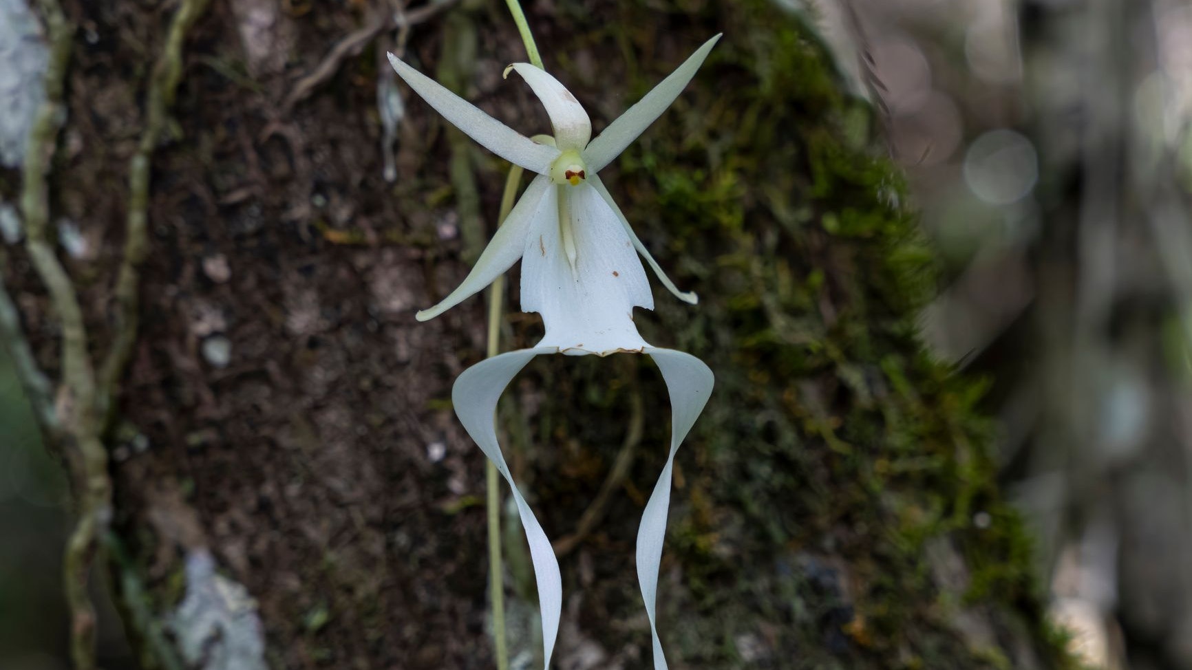 A ghost orchid blooming on tree branch