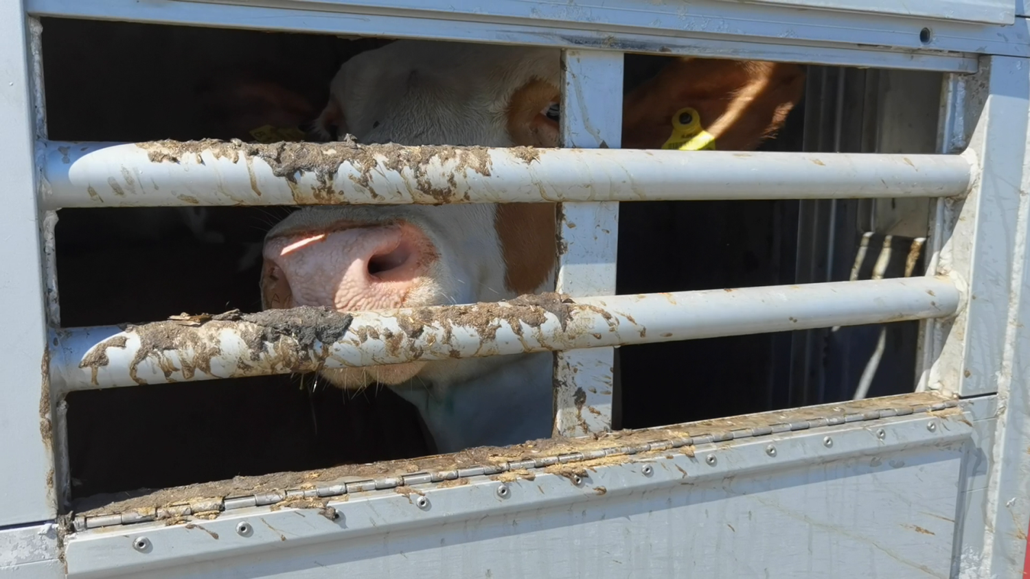 In brütender Hitze müssen unsere Kühe 2.500 Kilometer zurücklegen?