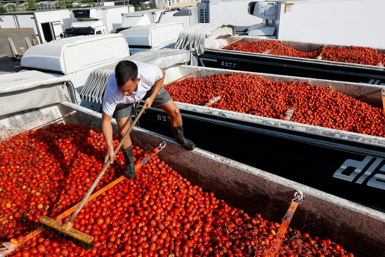 Gut 120 Tonnen überreife, matschige Tomaten, die laut den Organisatoren nicht mehr zum Verzehr geeignet waren, kamen dabei zum Einsatz.