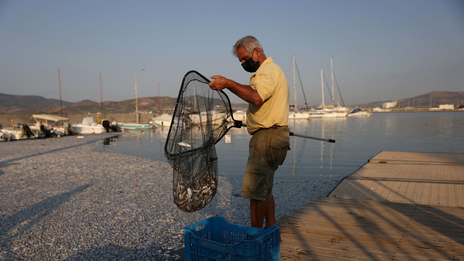 Die griechische Stadt Volos kämpft mit einer übel riechenden Katastrophe: Das Wasser der Hafenstadt ist übersät von toten Fischen.