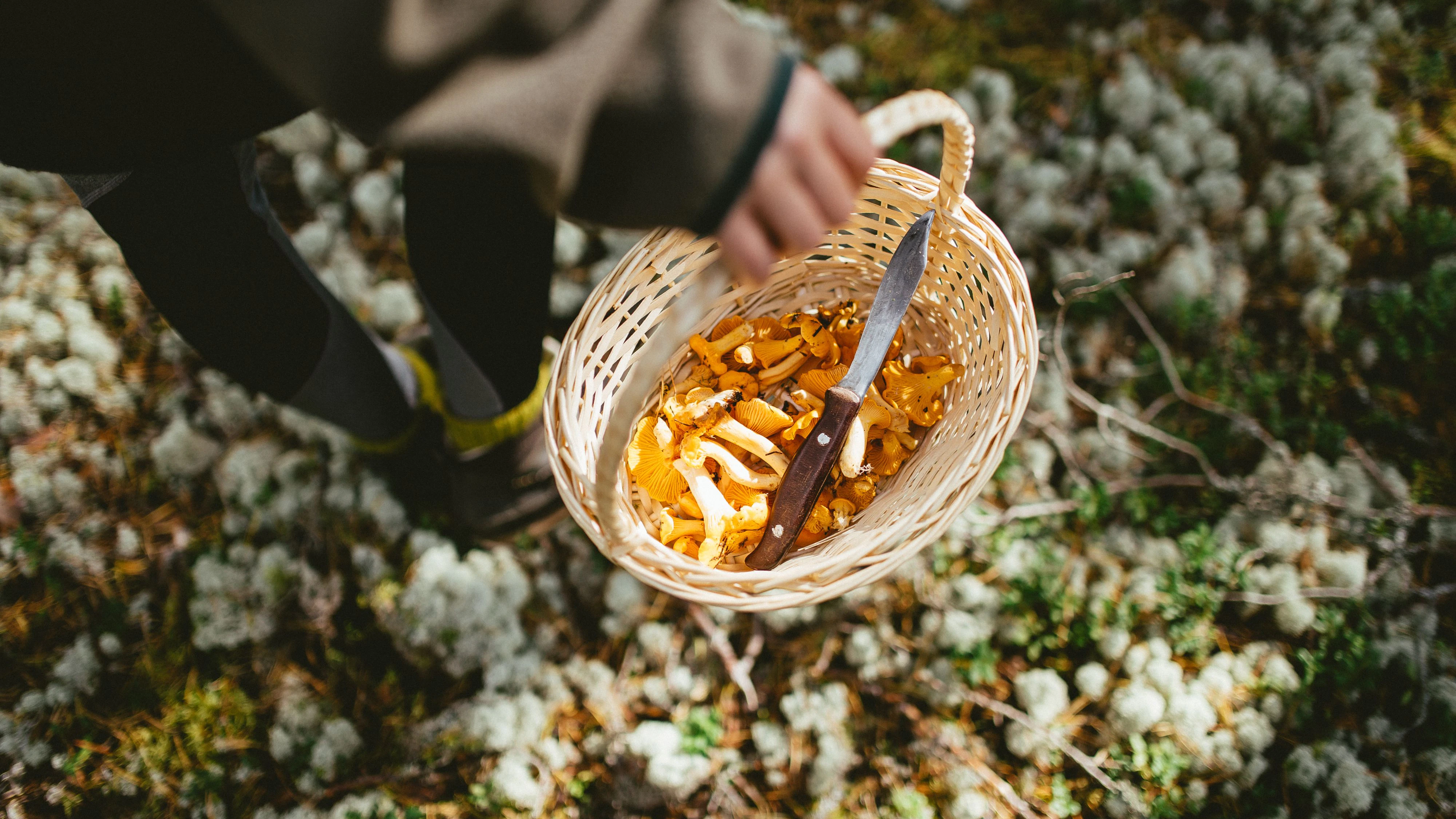 Heute.at - Eierschwammerl: Wie gesund sind sie für uns?