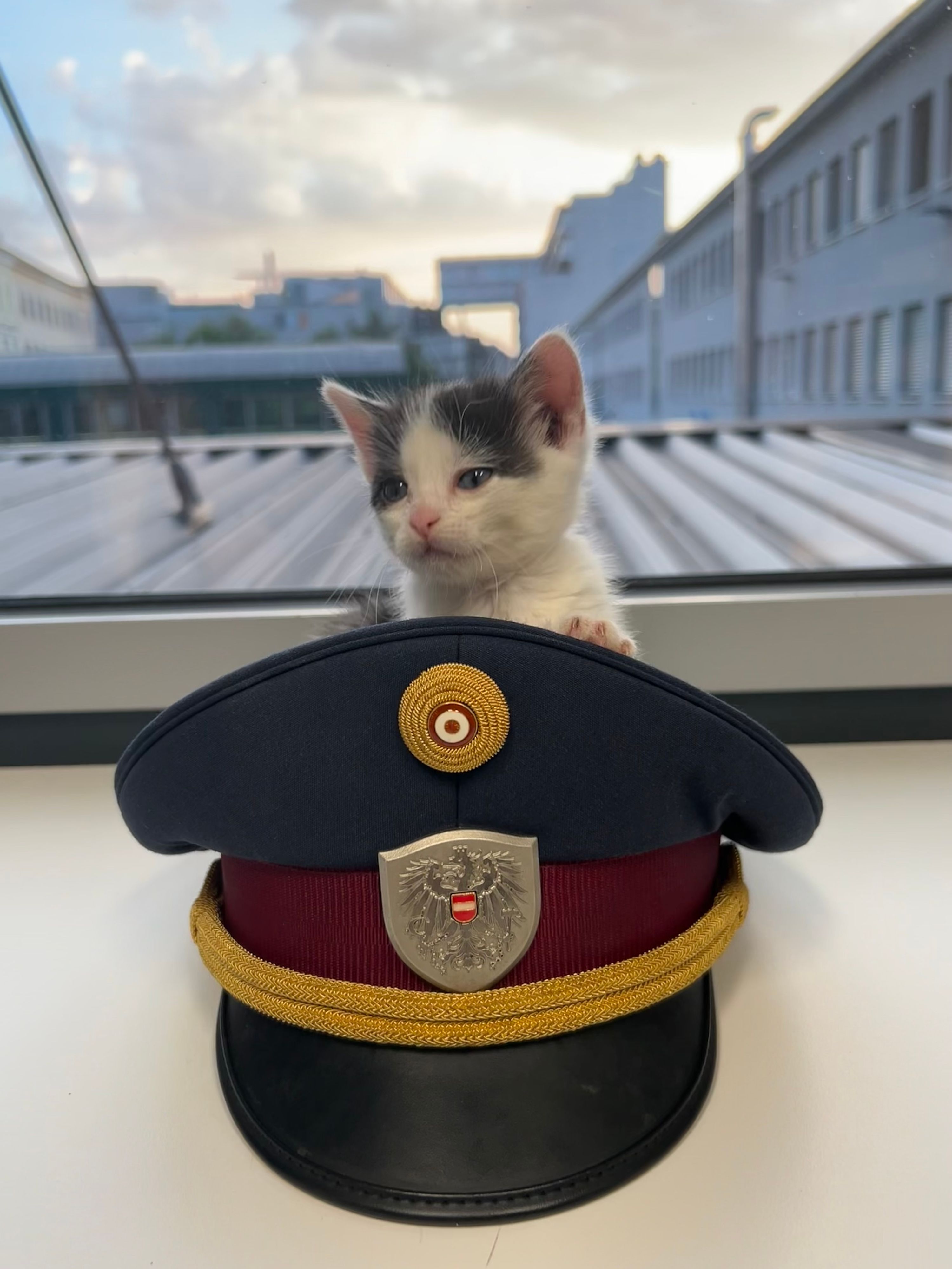 Die Polizei kümmerte sich um das Kätzchen.