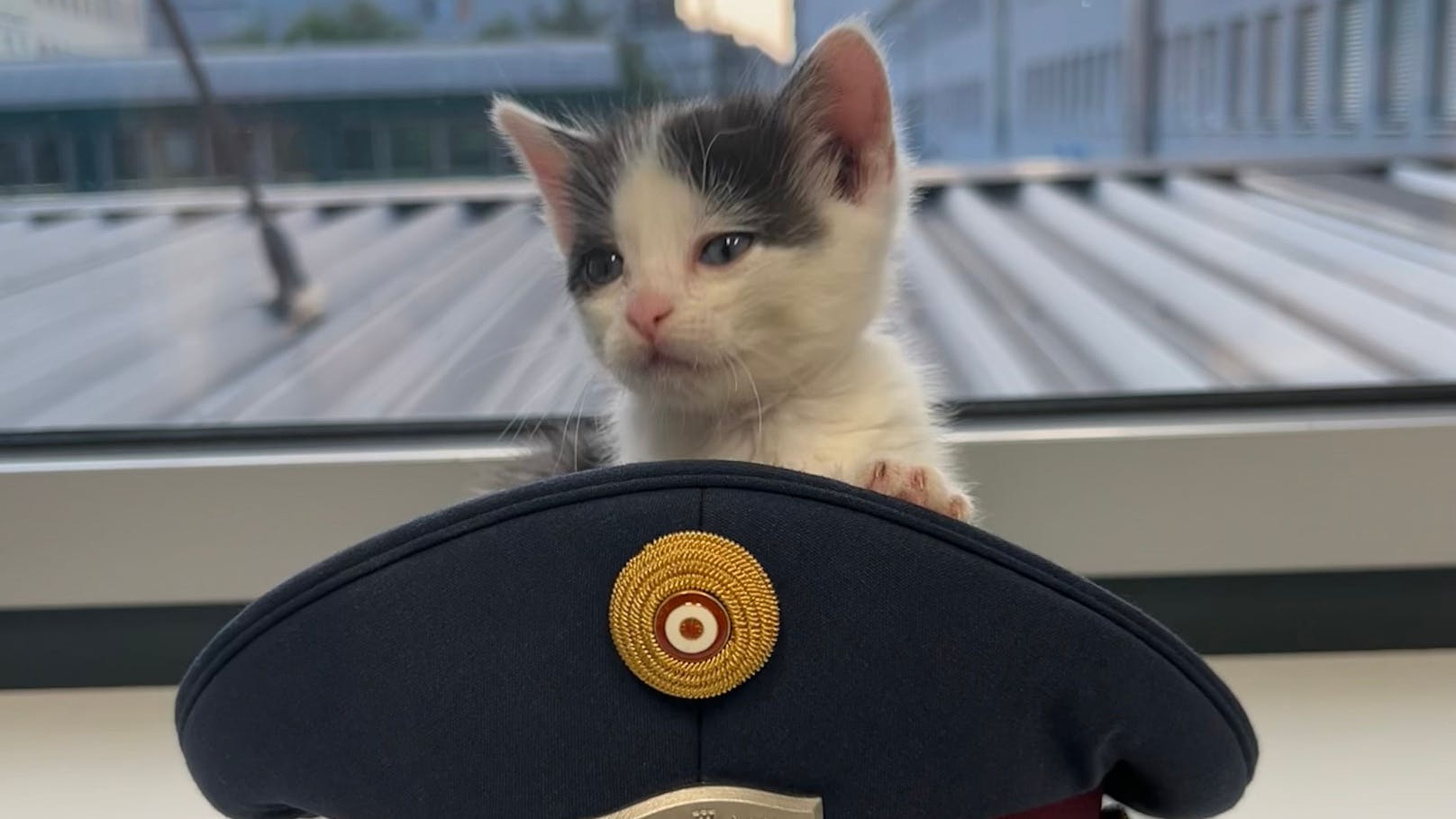 Katzen-Baby einfach in Wiener Park ausgesetzt