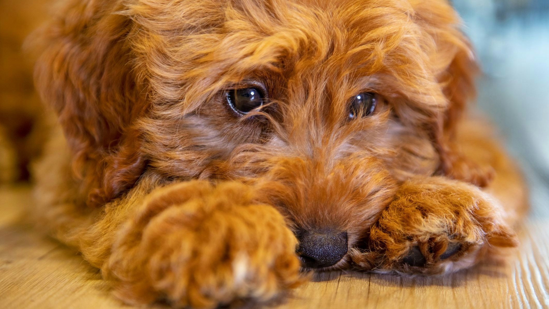 Cute labradoodle puppy dog laying down looking sad or thoughtful