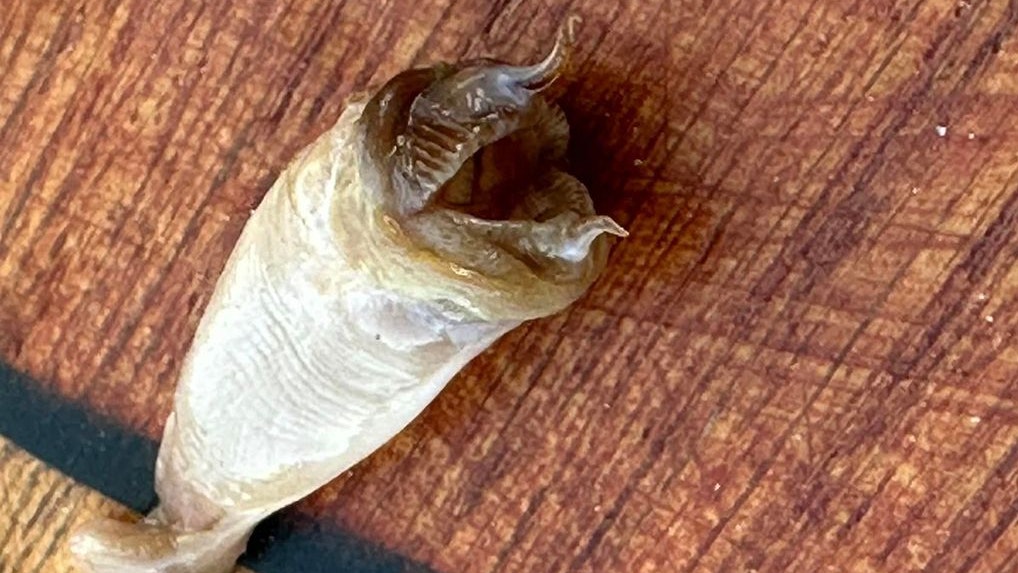 Heute.at - Alien – Vater zieht gruseliges Geschöpf aus der Adria