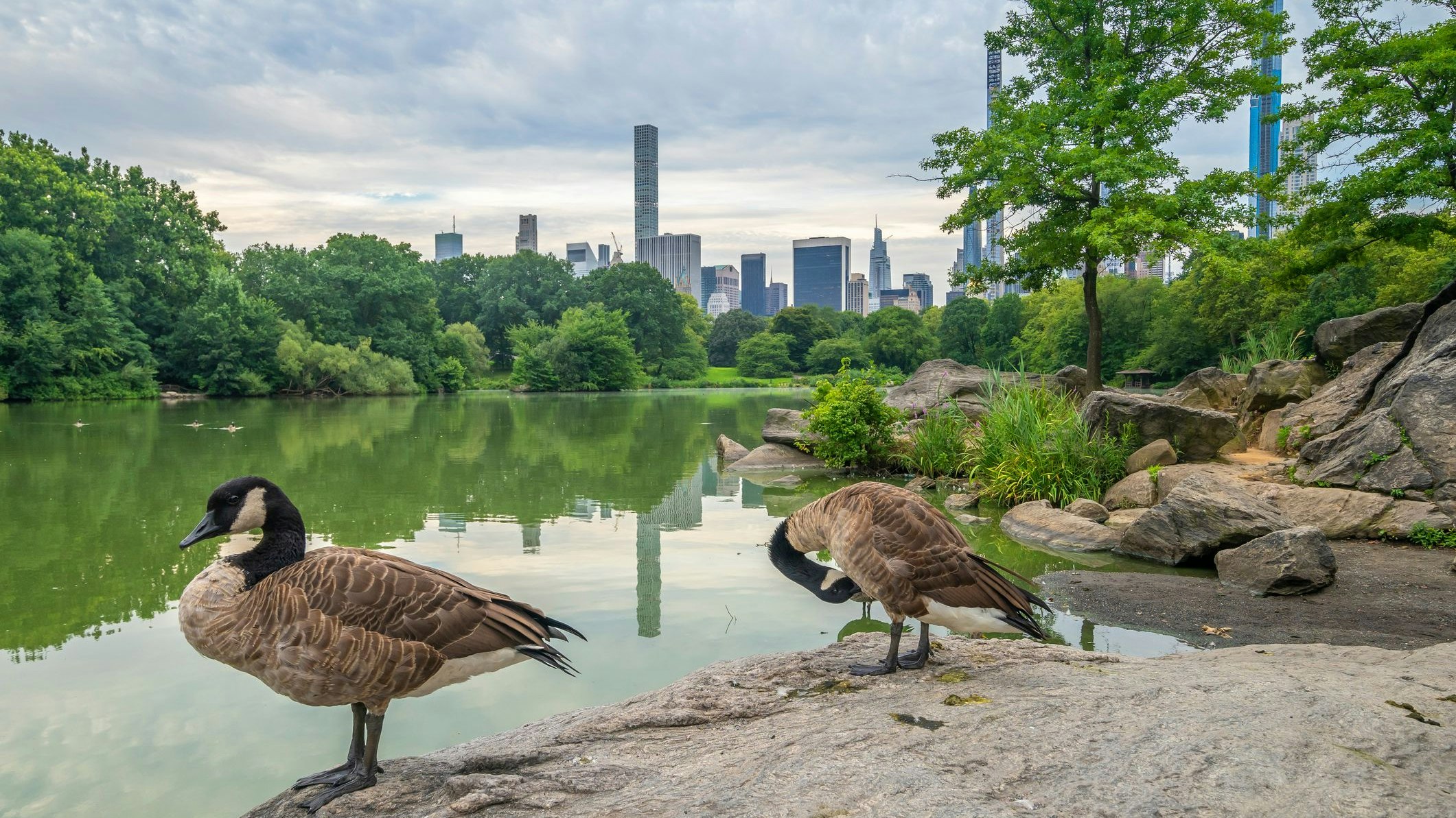 Enten im New Yorker Central Park: Hier wurde dass West-Nil-Virus im Sommer 1999 erstmal in Nordamerika nachgewiesen