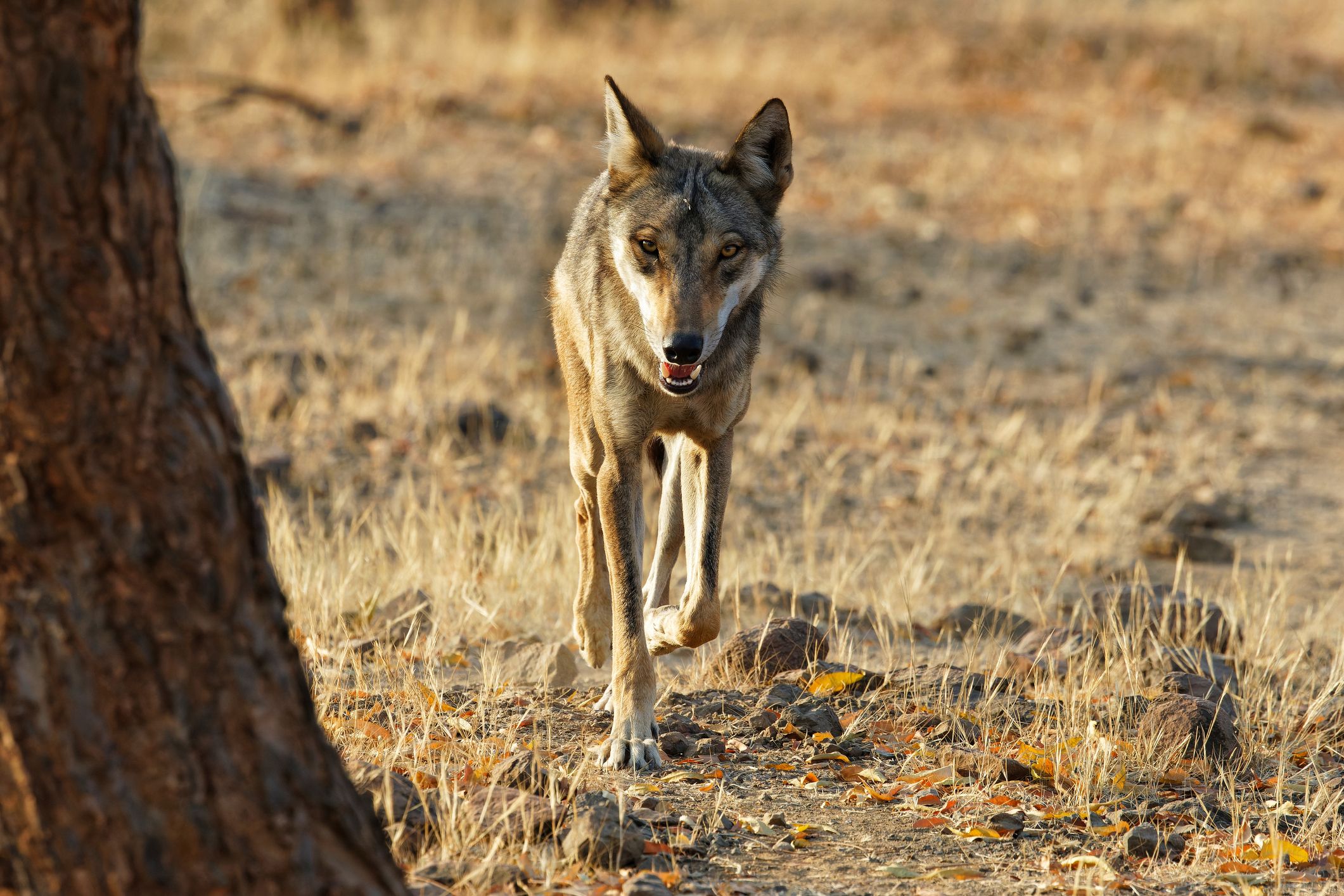 Vier Tiere wurden angeblich bereits eingefangen. (Symbolbild)