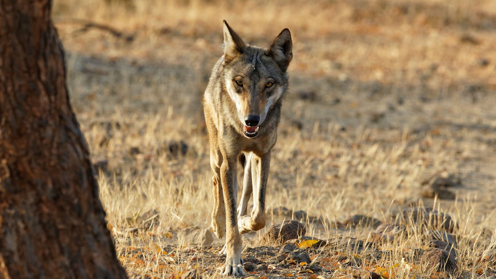 Acht Kinder tot! Polizei jagt mörderisches Wolfsrudel