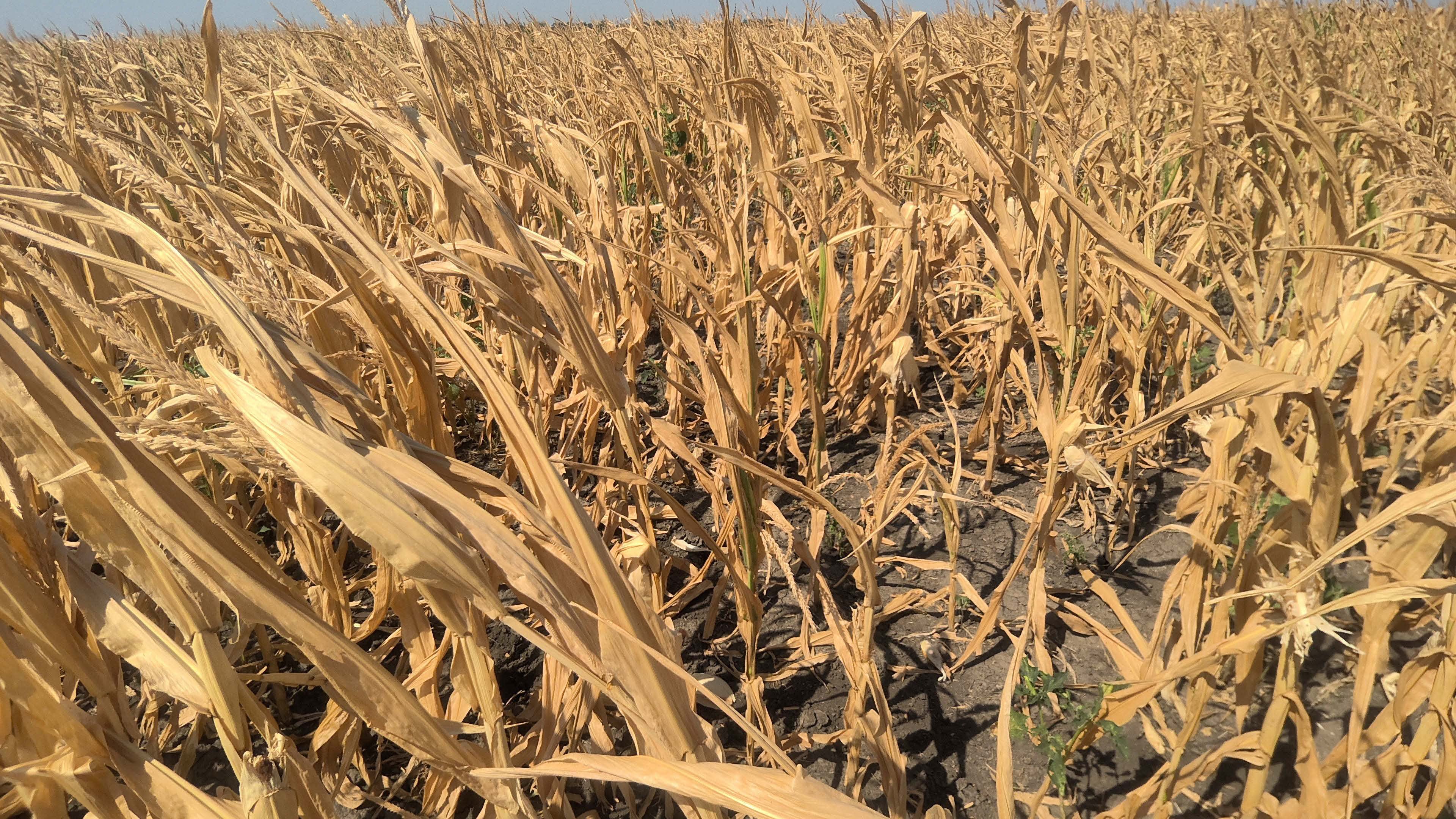 Dürre gefährdet die Herstellung von Grundnahrungsmitteln in vielen Regionen unserer Erde.