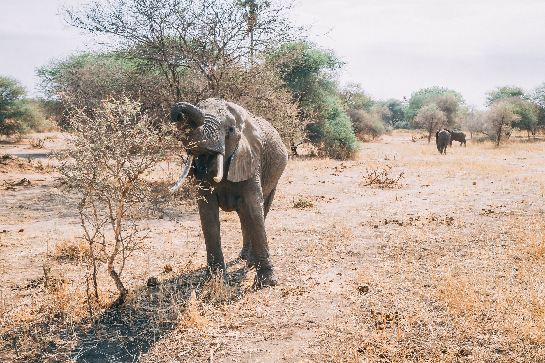 Warum Namibia Elefanten an die Bevölkerung verfüttert