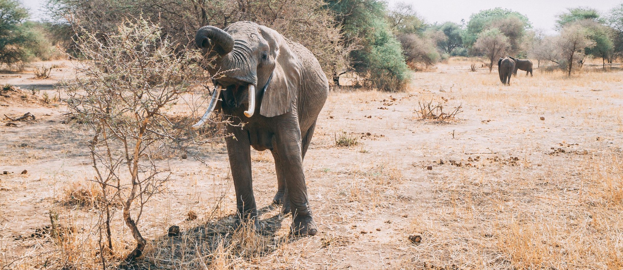 Wegen einer seit Monaten anhaltenden Dürreperiode will der südafrikanische Staat Namibia jetzt 83 Elefanten töten lassen