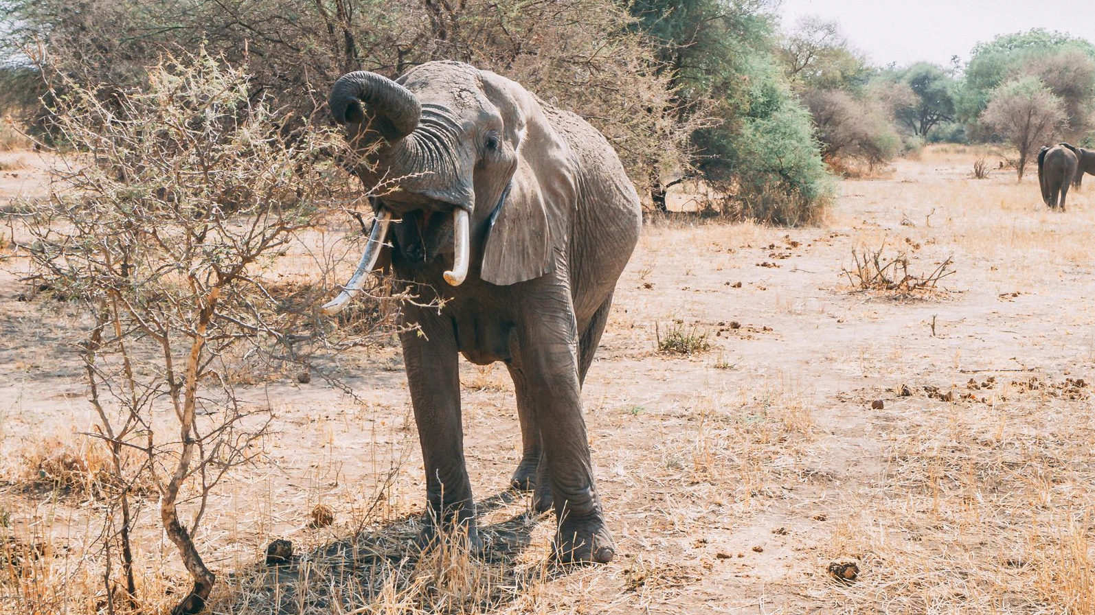 723 Tiere sollen abgeschossen werden