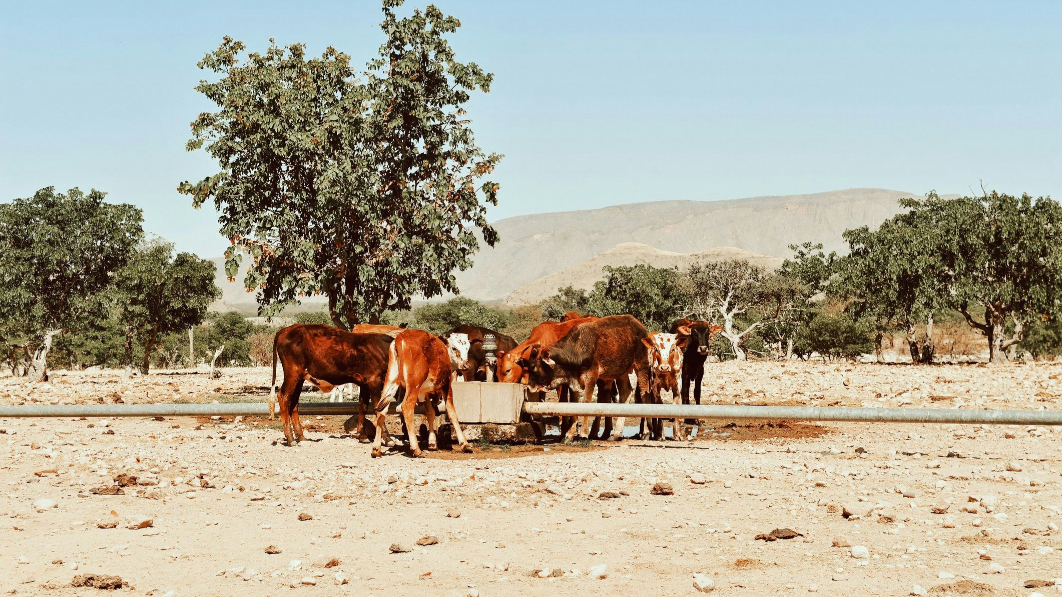 Rinderzucht in Opuwo in Namibia