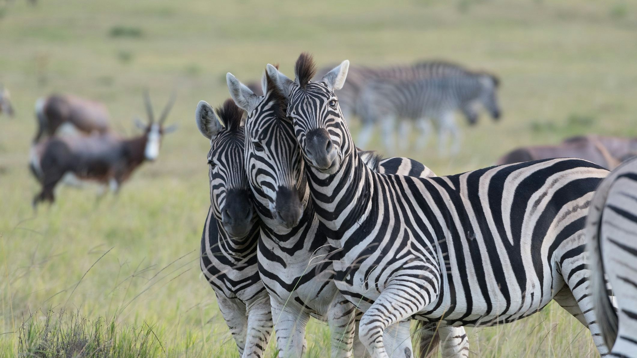 Auch insgesamt 300 Zebras sollen geschossen und verarbeitet werden