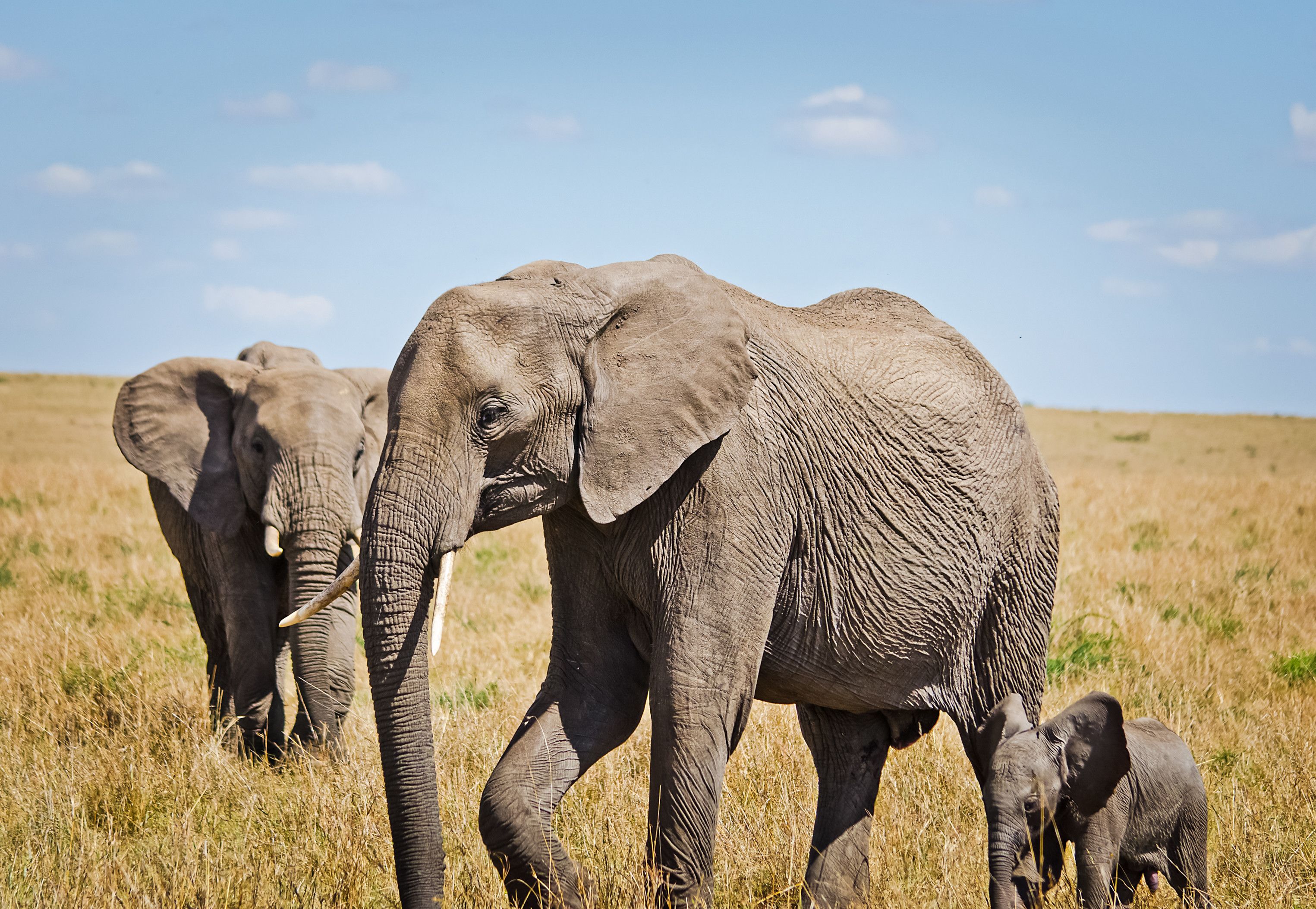 In Namibia sollen nur 83 Elefanten getötet werden. (Symbolbild)