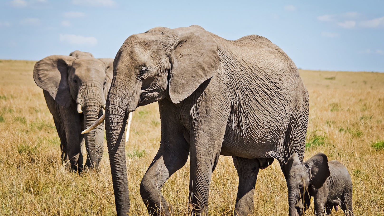 Diese stolzen Wildtiere werden wegen Dürre geschlachtet