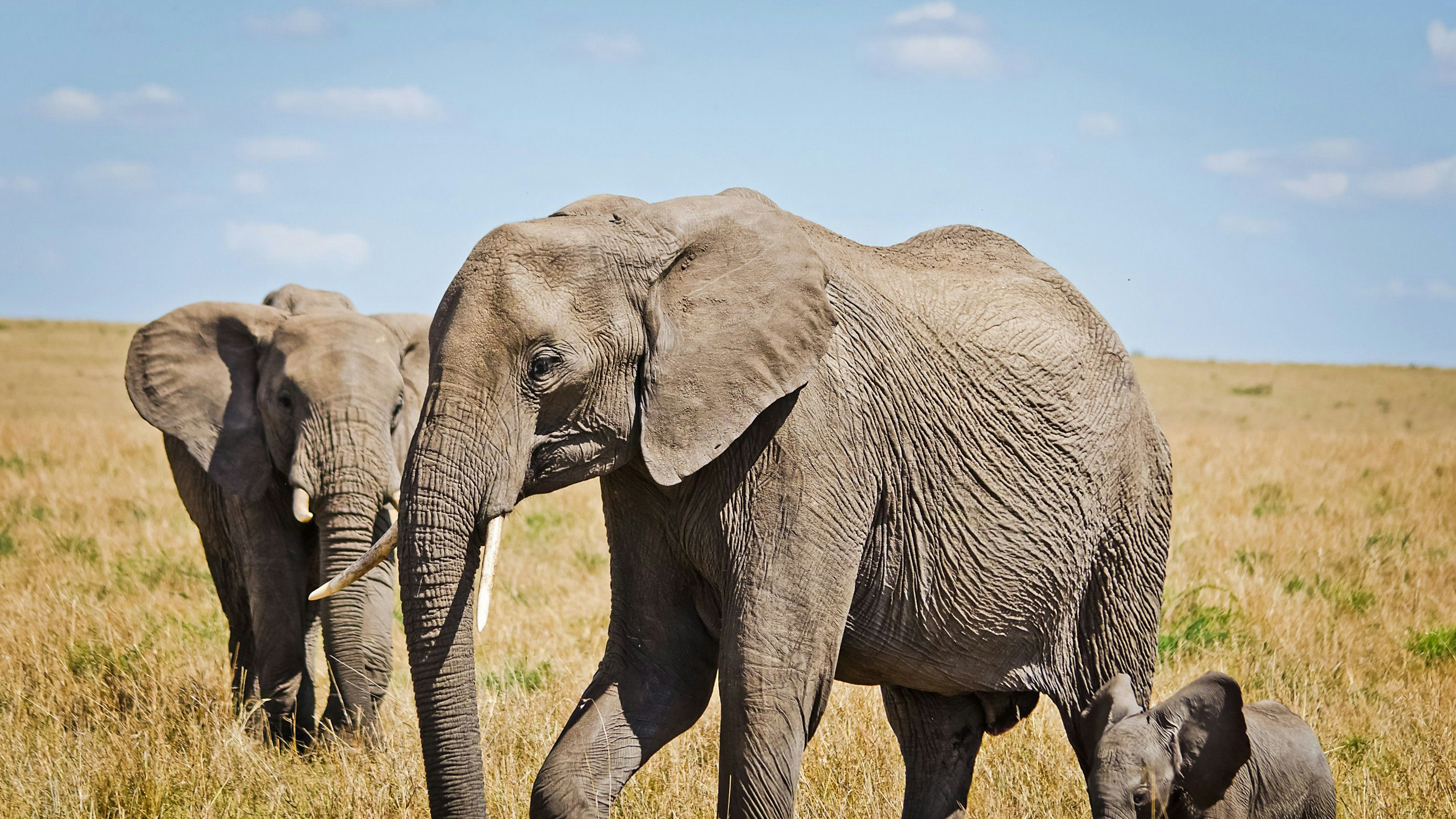 In Namibia sollen nur 83 Elefanten getötet werden. (Symbolbild)