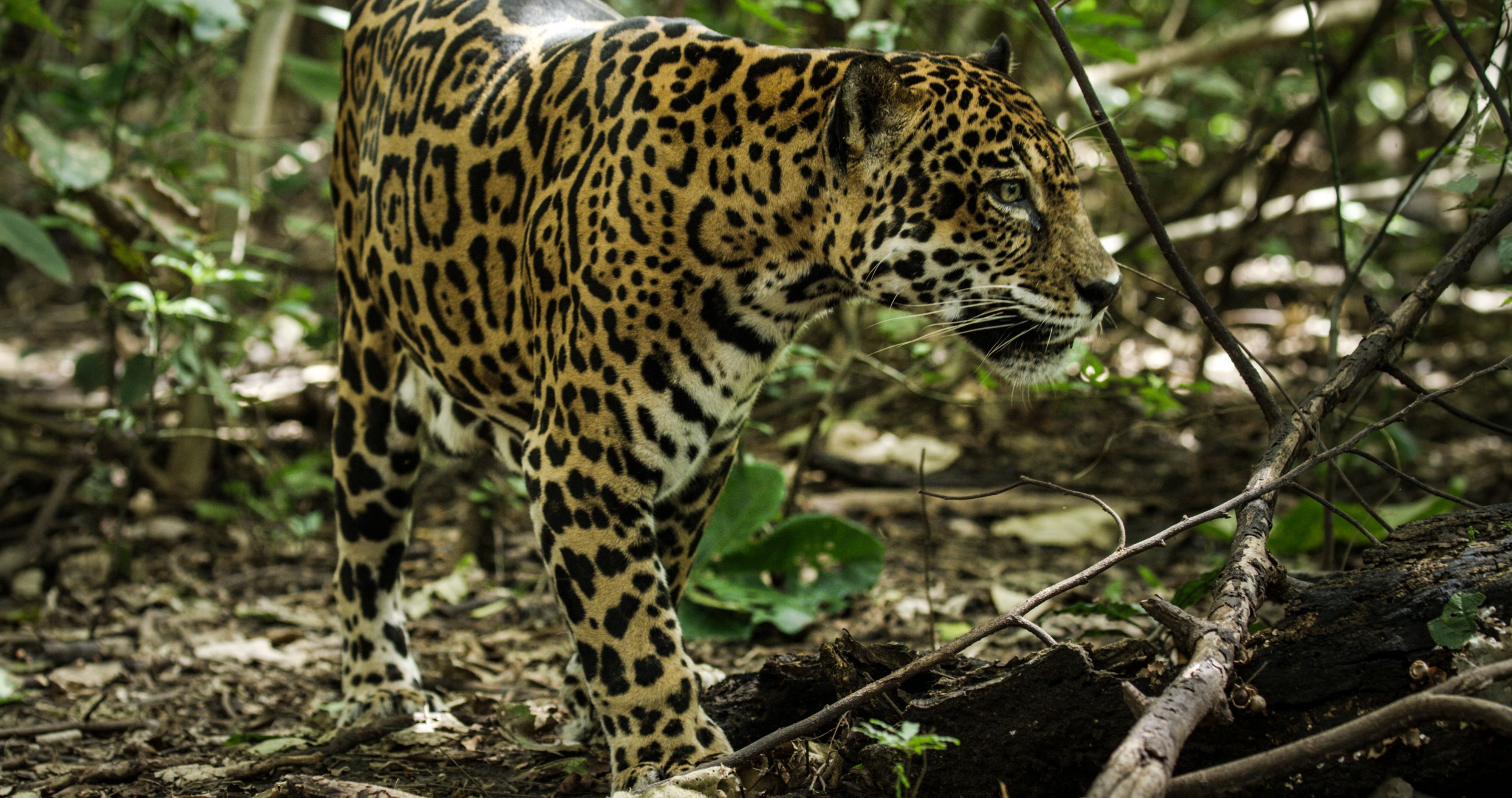 Der Jaguar ist die mächtigste Großkatze Amerikas, er hat den stärksten Biss aller Großkatzen.