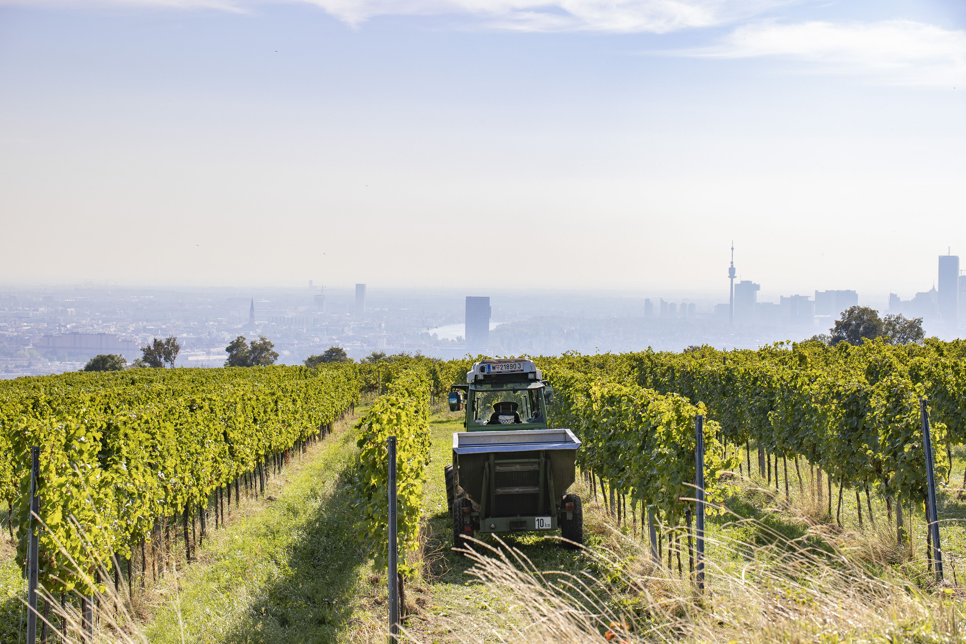 Blick auf das Weingut Mayer am Pfarrplatz in Wien. 2023 fand die Weinlese hier Ende September statt, heuer deutlich früher.