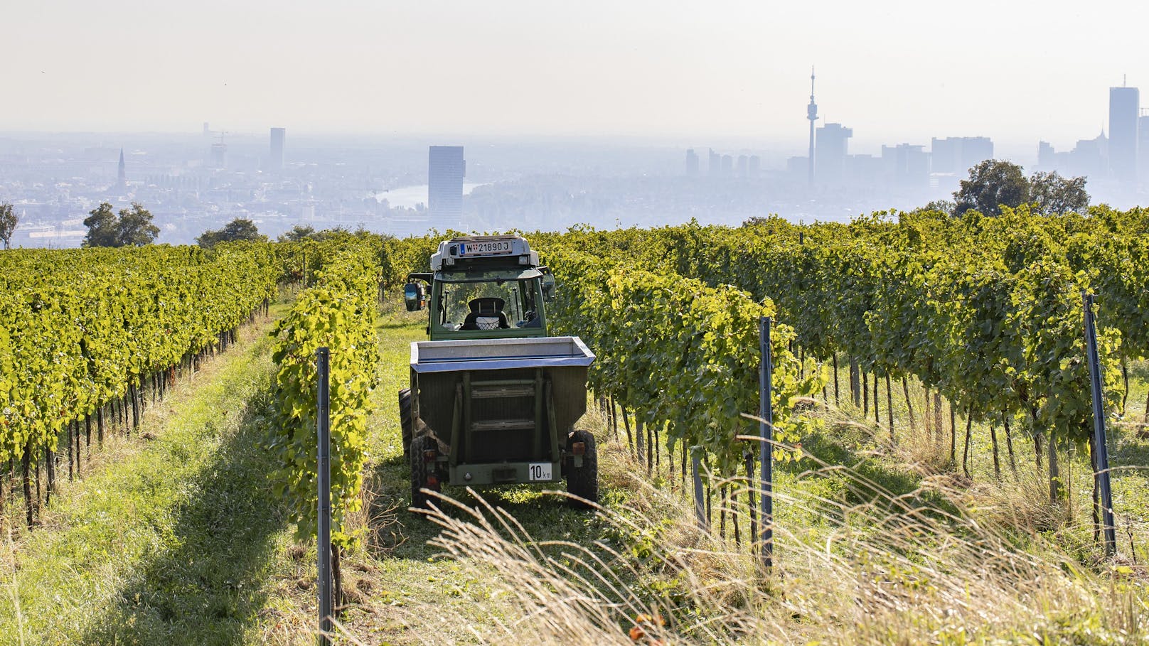 Weinlese dank Hitze-Sommmer "so früh wie selten zuvor"