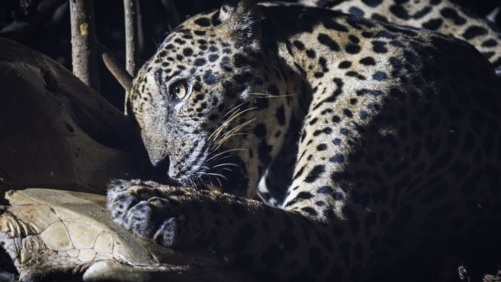 Ein Jaguar beim Schildkröten-Festmahl.