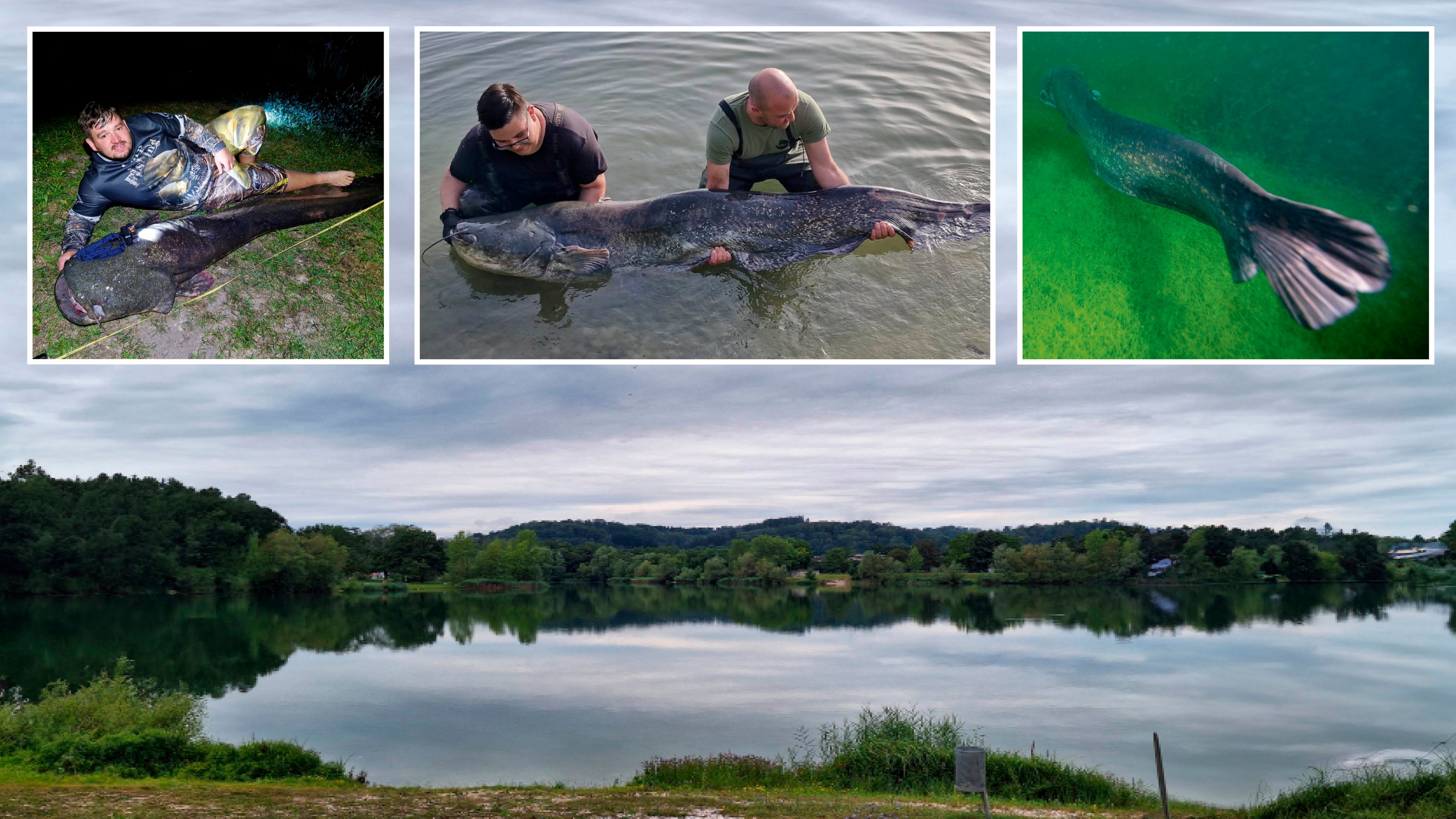 Schon drei besonders große Welse wurden in dieser Saison aus dem Badesee gefischt.