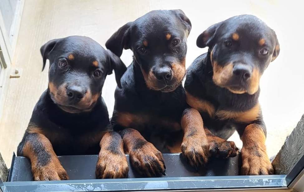 Acht junge Rottweiler im Bezirk Mistelbach abgenommen