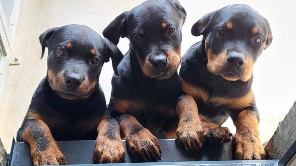 Acht junge Rottweiler im Bezirk Mistelbach abgenommen