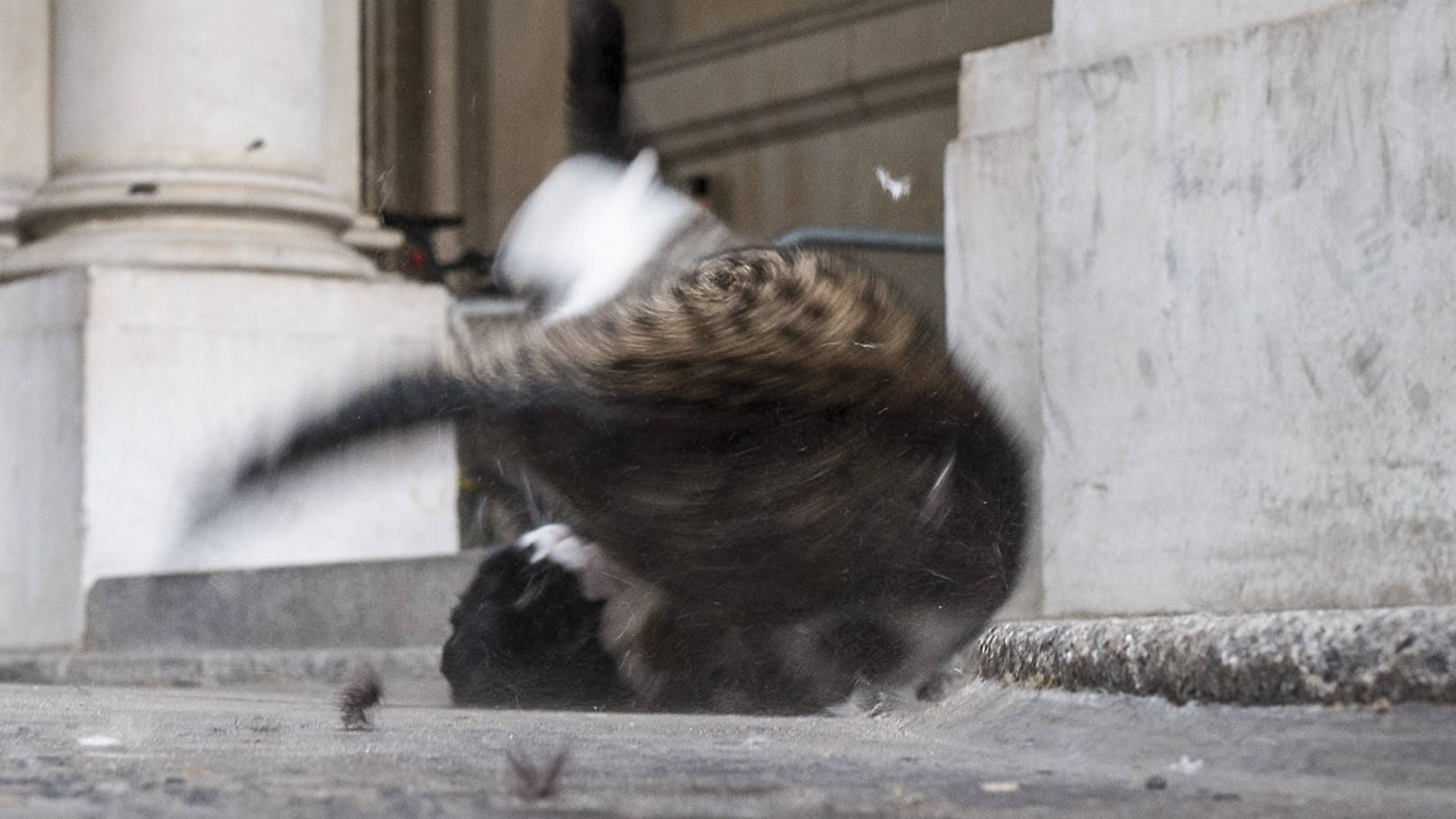 Larry beim Revierkampf mit Außenministeriums-Katze Palmerston (Archivbild, 2016)