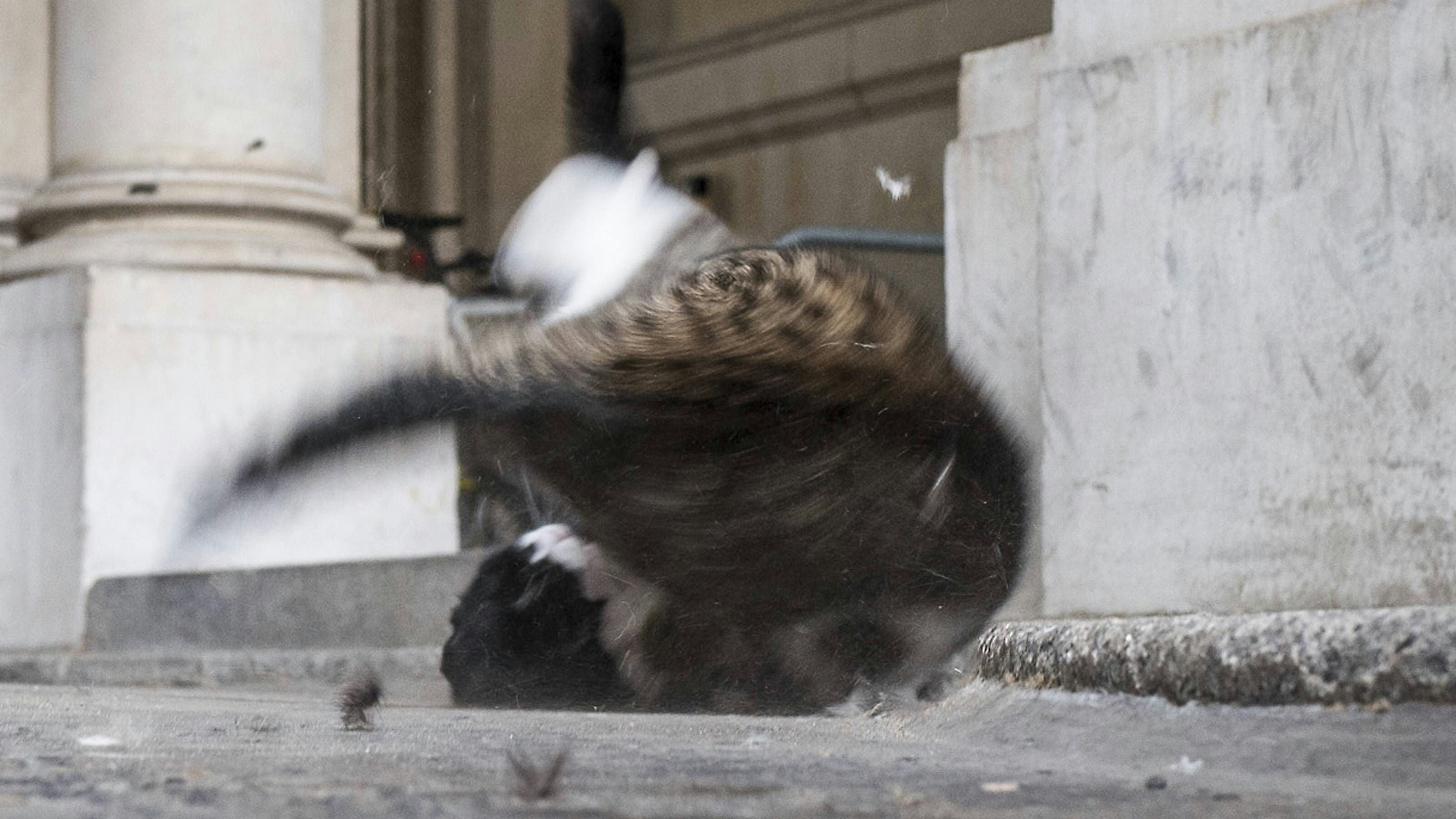 Larry beim Revierkampf mit Außenministeriums-Katze Palmerston (Archivbild, 2016)