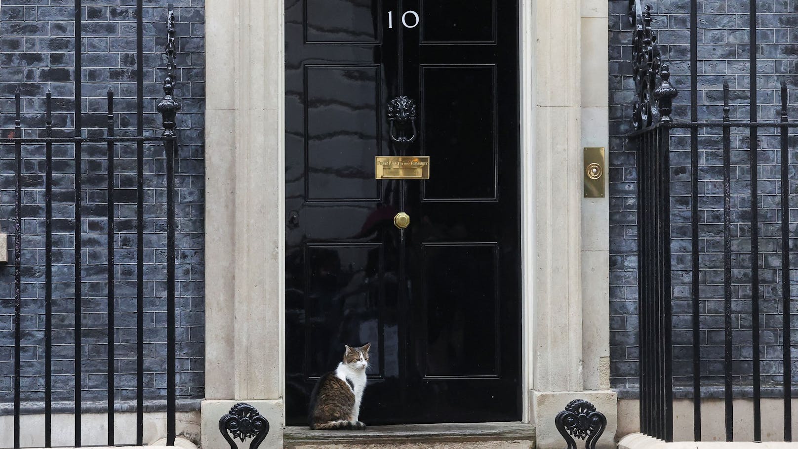 Downing Street: Kater Larry erhält Konkurrenz