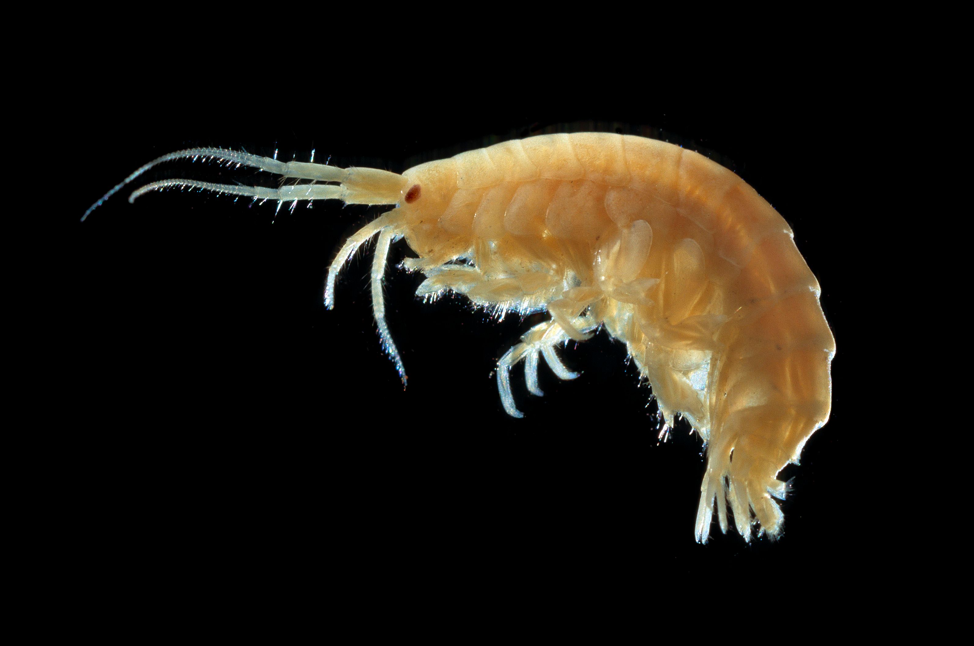 Auch Flohkrebse tummeln sich im Grundwasser unter Wien.