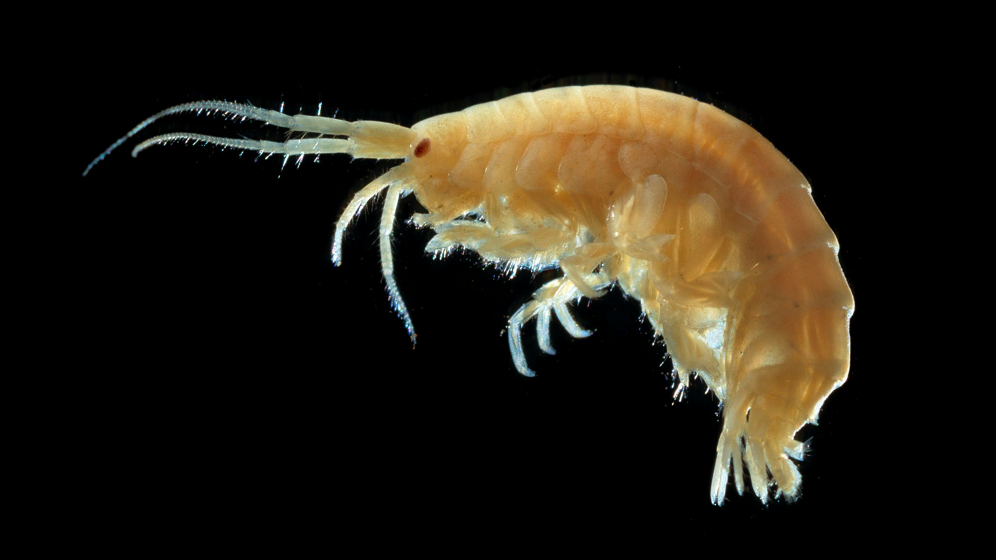 Download von www.picturedesk.com am 04.09.2024 (14:07).  Amphipod from the Indian Ocean. Date: - 20130417_PD14148 - Rechteinfo: Rights Managed (RM)