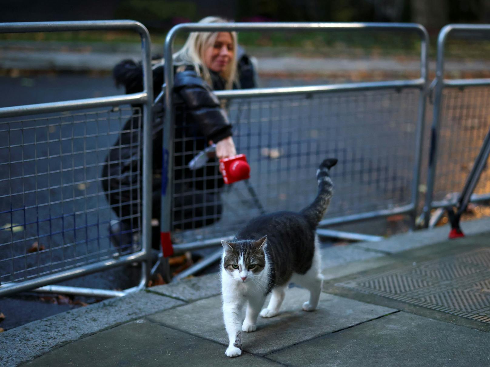 Der Kater gilt als fotogen, beantwortet aber nicht gerne Reporterfragen