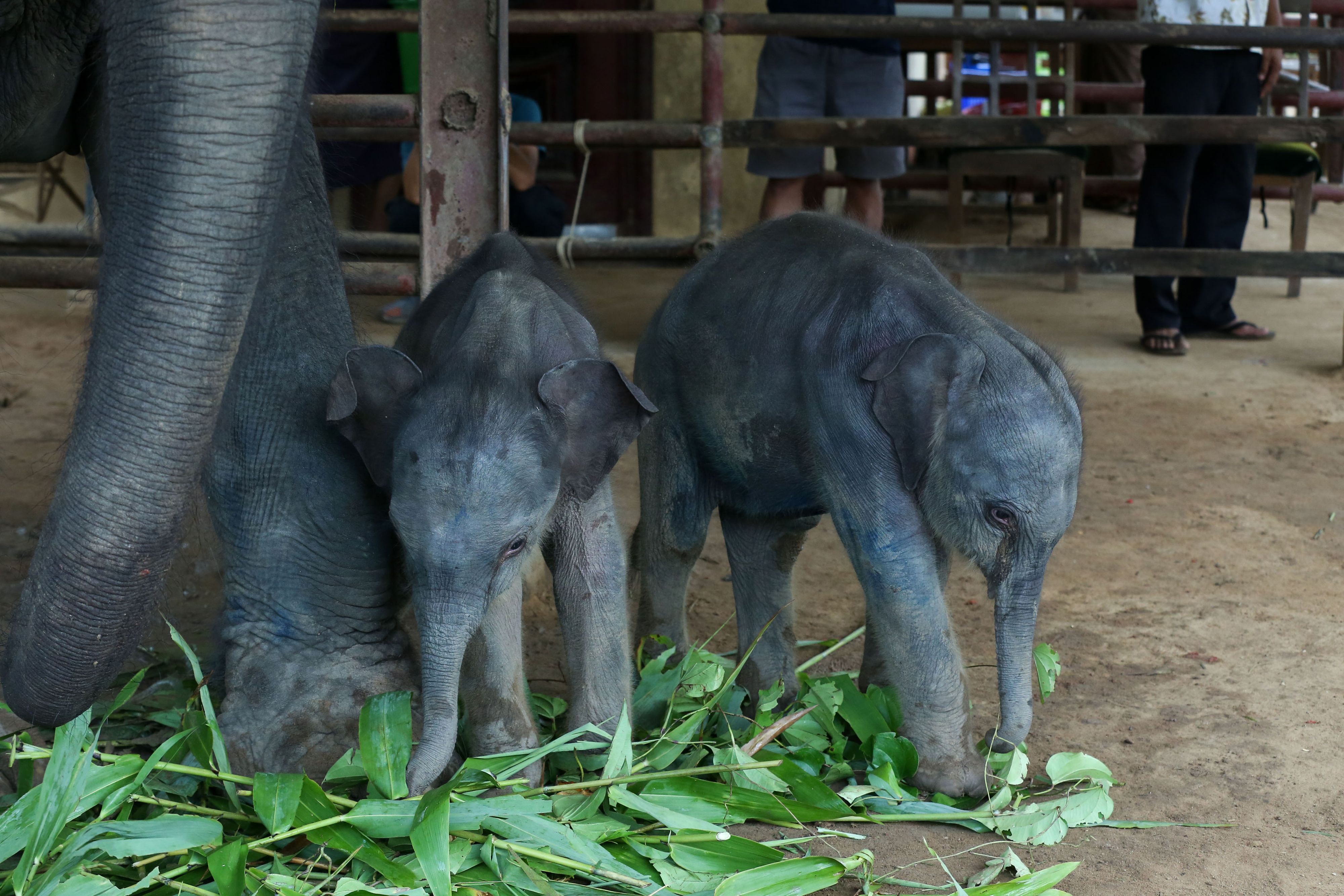 Das Geschwisterpaar ist wohlauf und weicht der Mutter nicht von der Seite.